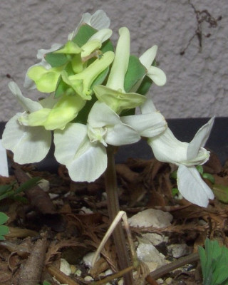 Corydalis_malkensis_06.jpg