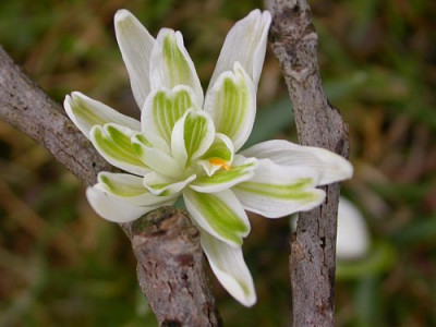 Flore_Pleno.jpg