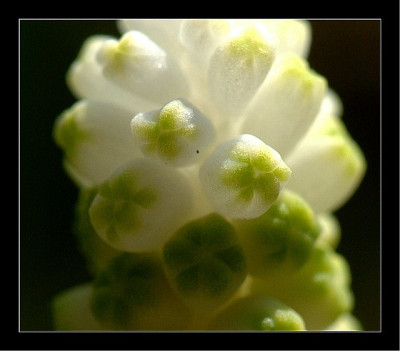 Muscari_1_03-04-2005.jpg