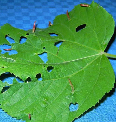2_Blatt_ganz.jpg