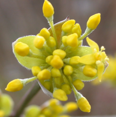 Tierlibaum_N_24096.jpg
