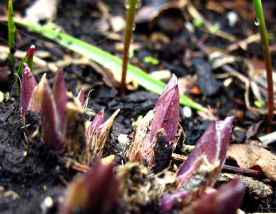 Hosta_Kubel.jpg