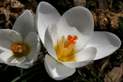 Crocus-chrysanthus_Ard_Schenk.jpg