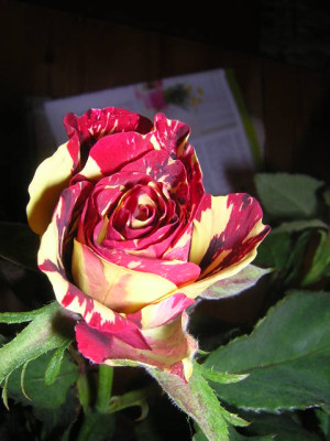 unbekannte_rose_004.jpg