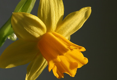 Tete-Tete_vor-Fichte-angestrahlt.jpg
