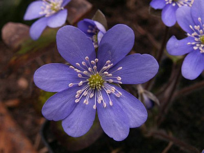 Hepatica-03-06.jpg