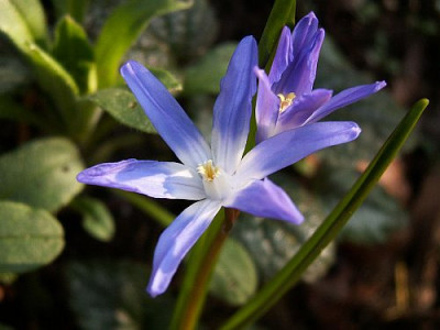 Chionodoxa-03-06.jpg