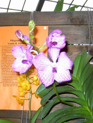 Vanda.jpg