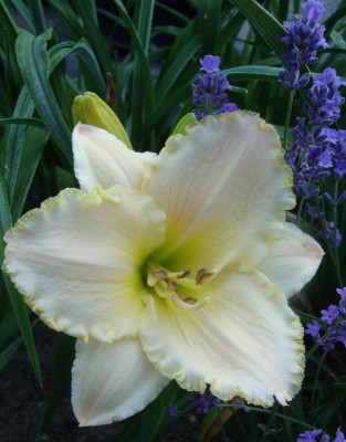 White Rose Memorial.jpg