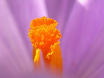 krokante_Farbe1.jpg