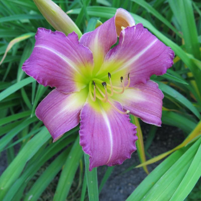 Tuxedo Junction x Chinese Temple Flower.2012-morgens.JPG