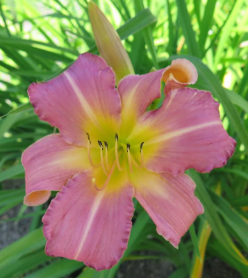Tuxedo Junction x Chinese Temple Flower.2012-spätnachmittag, 35 °.JPG
