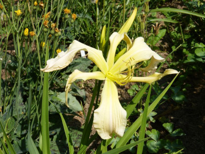 2015-07-03 Hemerocallis 'Berleyer Möwenflug'.jpg