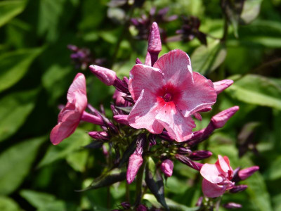 2015-07-03 Phlox 'Uralskie Skazy'.jpg