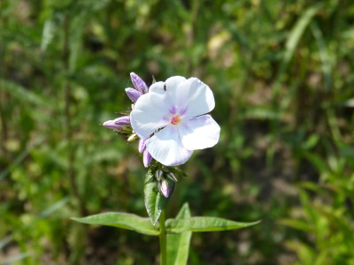 2015-07-03 Phlox 'Lavendelwolke'.jpg