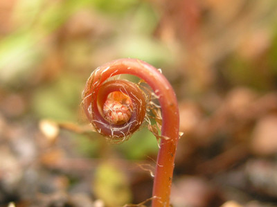Adiantum-venustum-310306-k.jpg