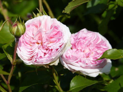 2015-07-03 Rosen 'Kurfürstin Sophie'.jpg