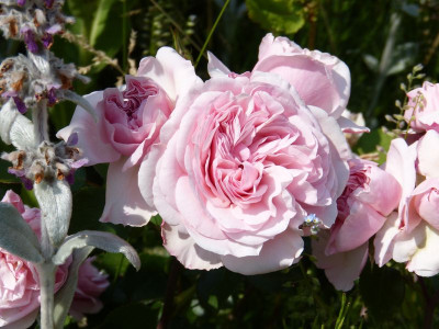 2015-07-03 Rosen 'Mariatheresia'.jpg
