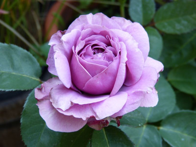 2015-07-03 Rosen 'Lavender Ice'.jpg