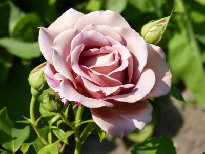 2015-07-03 Rosen 'Koko Loco' 1.jpg