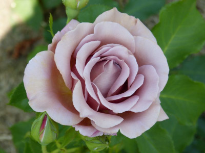 2015-07-03 Rosen 'Koko Loco' 2.jpg