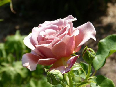 2015-07-03 Rosen 'Koko Loco' 3.jpg