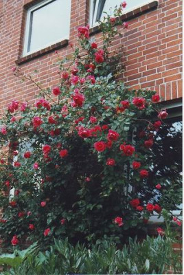 Rosarium_Uetersen.jpg