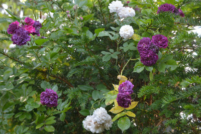 Bleu-Magenta-Jul0215_079.jpg