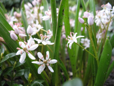 Scillabifolia0330k.jpg