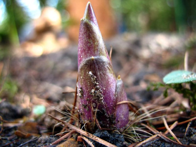 Hosta_Beet_vorne.jpg