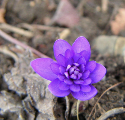 hepatica_nobilis_var_nobilis_lisa.jpg