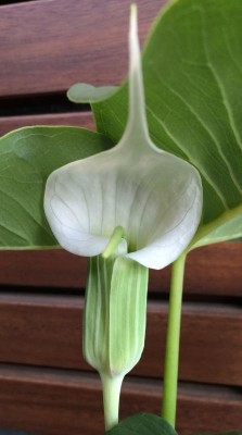 Arisaema candidissimum weiss 07-2015.jpg