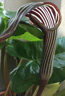 Arisaema fargesii 07-2015.jpg