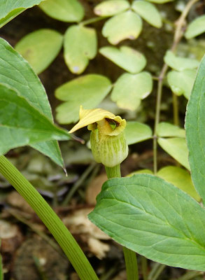2015-06-22 Arisaema.jpg