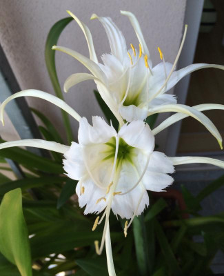 Hymenocallis x festalis 07-2015.jpg