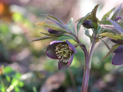 helleborus_croaticus.jpg