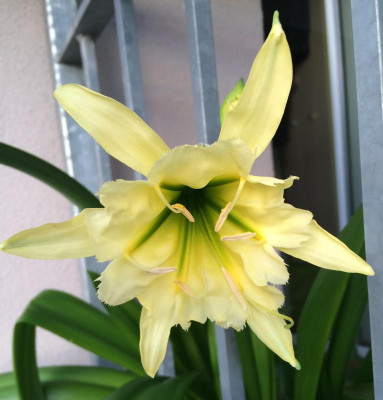 Hymenocallis Sulphur Queen 07-2015.jpg