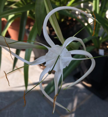 Hymenocallis harrisiana 07-2015.jpg