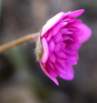 Hepatica_n._Rubra_Plena.jpg