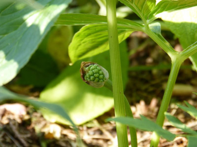 2015-07-03 Arisaema flavum.jpg