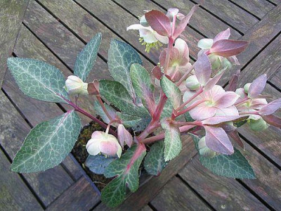 Helleborus_unbekannt_2.jpg