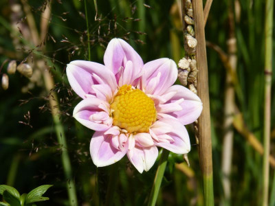 2015-07-03 Dahlie 1.jpg