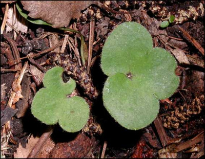 Hepaticasamling.JPG