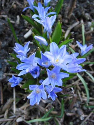 BLAU_III.jpg