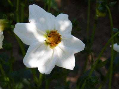 2015-07-03 Dahlie 3.jpg