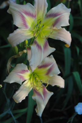 o3 o7 15 054.jpg