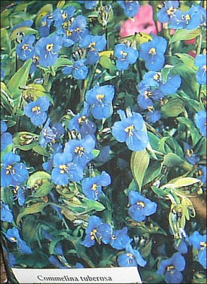 Commelina.jpg