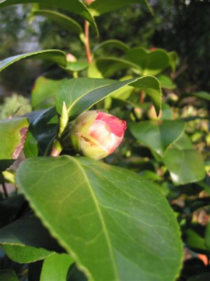 IMG_0052_Small.JPG