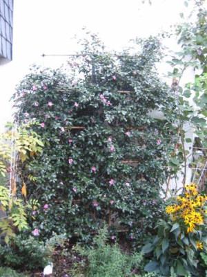 IMG_0081_Small.JPG