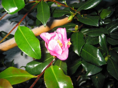 IMG_0017_Small.JPG